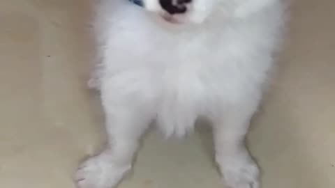 Cute indian Pomeranian Playing