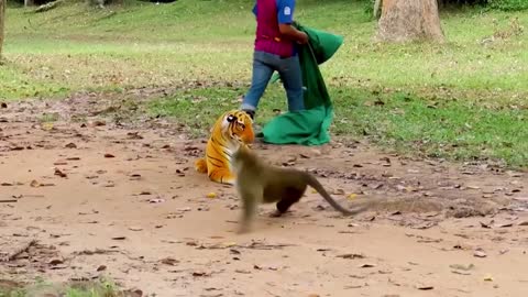 😲 FAKE TIGER PRANK SCREAMS MONKEYS AND DOGS | TRY NOT TO LAUGH 😄