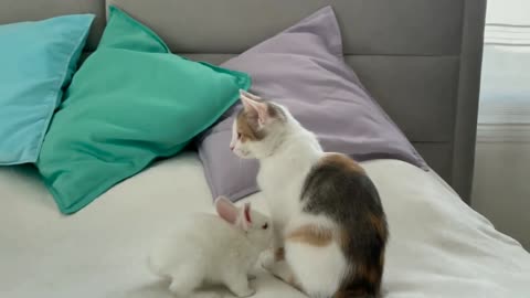 Kitten Meets Tiny Bunnies Best Funny movement ❤️ ( Cutest Overload )