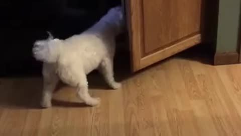 Cute Dog Trying Hard To Steal Peanut Butter