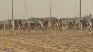 Qatar camel racing: FIFA fans head to the track