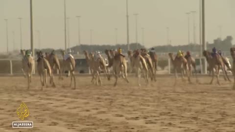 Qatar camel racing: FIFA fans head to the track