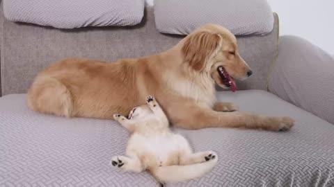 Kitten Goes From Being Afraid of Golden Retrievers to Snuggling to Sleep