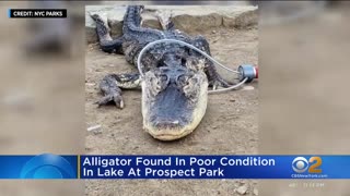 4-foot alligator found in poor condition in lake at Prospect Park