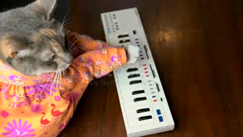 Cat in colorful shirt playing keyboard piano stock video