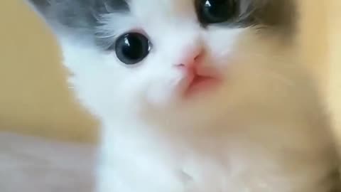 Cute cat baby