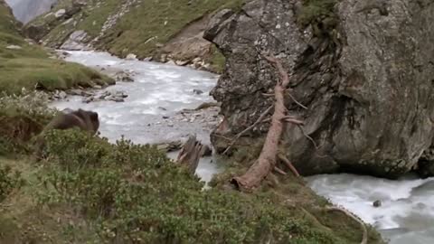 Lions is King But Fail! Mother Bear Save Her Baby From Puma Hunting, Giraffe vs Lions