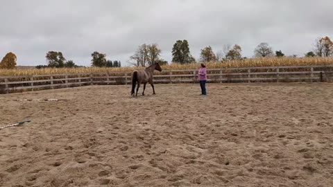 3 year old Dexter. third time working on liberty circles