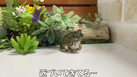 A frog approaching sideways for some reason