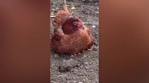 Chicken Wants To Bite Dog---- - Funny Scared Dogs Reaction _ Pets Island