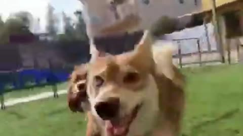 Top, funny, cute, dog, video ### Tranding on Tik Tok