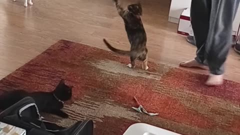 Playing with a "flying" mouse