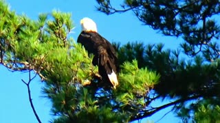 Bald Eagle