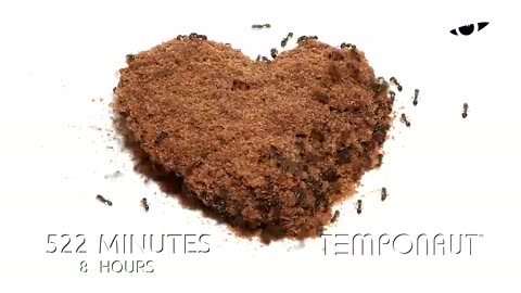 Ants Eating Choco Heart Cookie