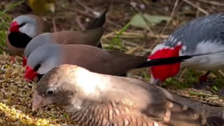 Finches and Softbills in Danish outdoor bird aviary