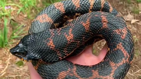 Grumpy Hognose Snake Hisses LOUD! #ThatMoment