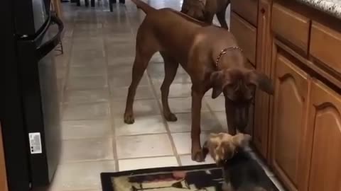 Big dog strategically whacks hoof from mouth of little dog