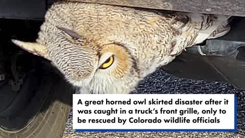 Colorado wildlife officers rescue owl stuck in truck grille