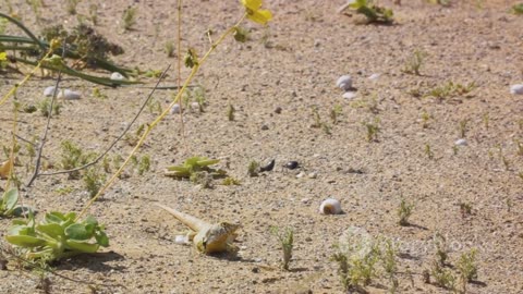 The Roadrunner's Secrets: Desert Bird of the Southwest
