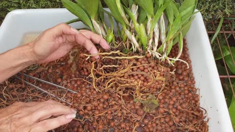 Saving Coilostylis Ciliaris Bacterial Rot Pests | Orchid Divisions Repot Care Tips #ninjaorchids