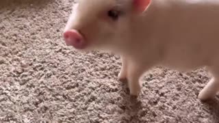 Tiny Pig Does a Trick For a Strawberry Treat