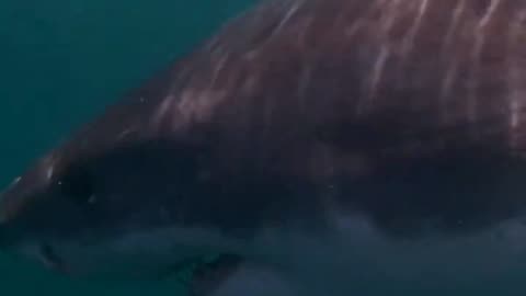 WOW A BIG SHARK 🤩