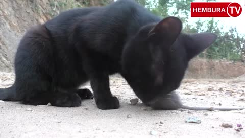 african black cat eat rat