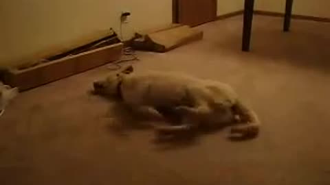 Bizkit the Sleep Walking Dog