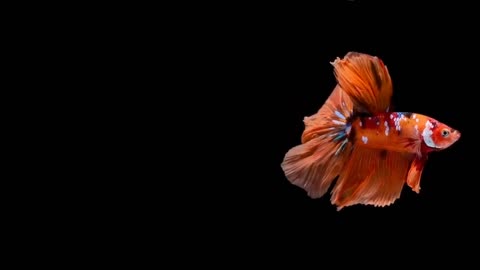 Betta Fish It Is Known For Its Beautiful Color and Unique Fin Shape