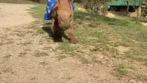 Baby Rhino Running Around with Her Favorite Blankie