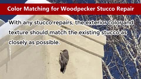 Woodpecker Stucco Repair Denver | V.A.M.P. Stucco