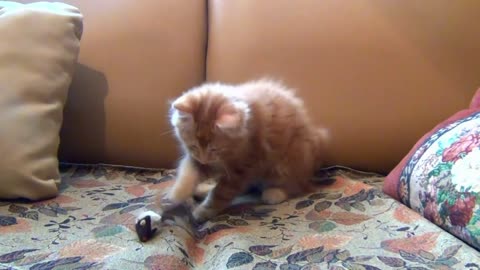 Little orange cat Kitten Playing His Toy Mouse