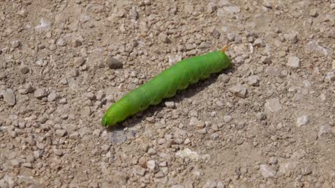 Caterpillar Green Insect Churches Ground Butterfly