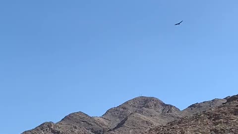 2 large birds in east Las Vegas soaring around each other
