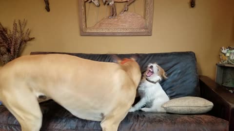 Wrestling match Great Dane vs Parson Russell Terrier puppy