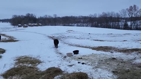 More Snow, The Greg Judy Ram Thinks He's a Bull, and Doing ATV Donuts