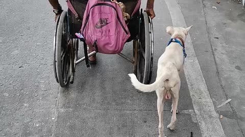 Dog Helps Push Owner's Wheelchair