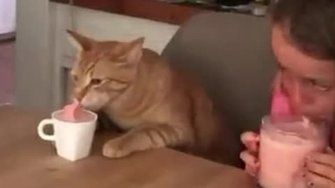 Cats enjoying food 😍 funny