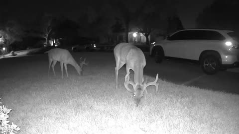 Close 2 8pts - Whitetail deer in my Cypress (Houston) neighborhood - August 13, 2023 0036