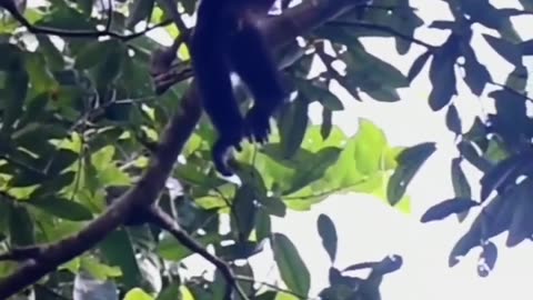 Isn't he CUTE.. Watch till the end to see what MR. SHY does #foresttrails #gibbon