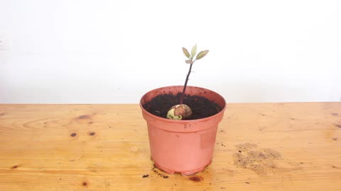 How to Grow an Avocado from Seed
