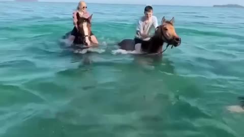 Beluga whale meets horses 😊