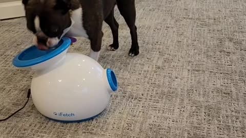 Boston Terrier Is Too Impatient for Automatic Ball Thrower