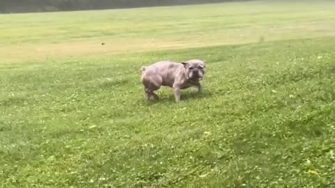 Falling Branch Surprises Frenchie During Potty Break