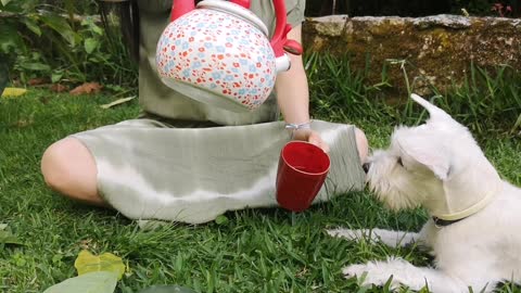 White Dog Drinking on Red Cup