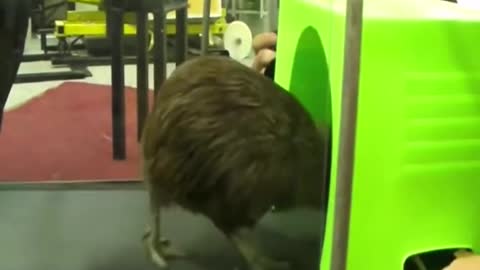 A kiwi bird fooled by humans