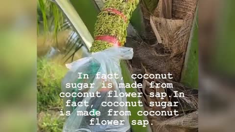 How to Make Coconut Sugar Base on Local Style