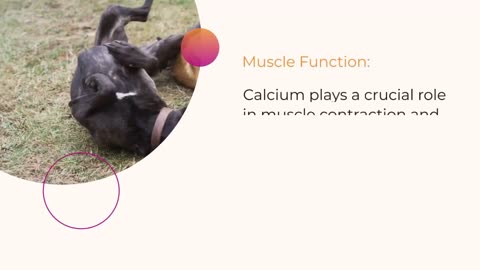 Benefits of Dog Calcium Supplements in Your Furry Friend's Diet