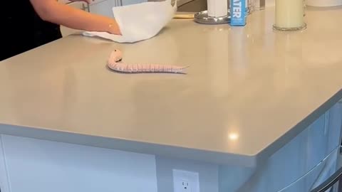 Snake prank on girlfriend!!