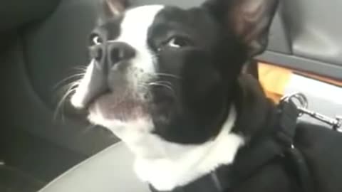 Boston Terrier Talks A LOT!!!!